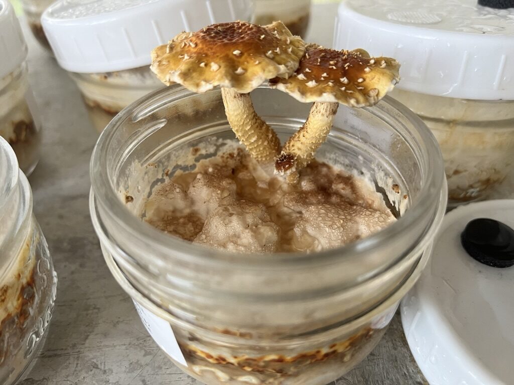 24AB8C7E-F095-4C1C-ABAB-86CBADC42A84_1_105_c