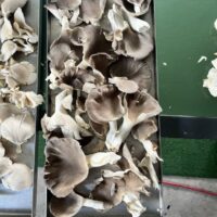 254249D4-6BC9-4043-B64B-44E4A7766C6B_1_105_c 