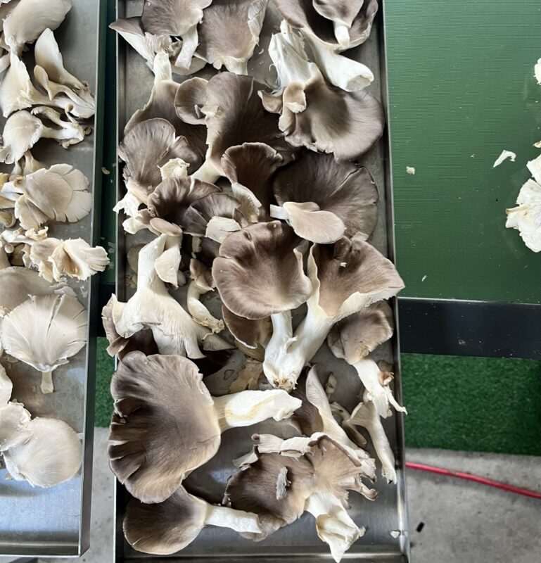 254249D4-6BC9-4043-B64B-44E4A7766C6B_1_105_c