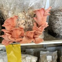 291498C0-4017-4ACD-B6BE-A67AB30E04C6_1_105_c 