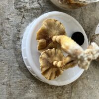 4C2FFDFB-889D-438B-A858-471FA92607EE_1_105_c 