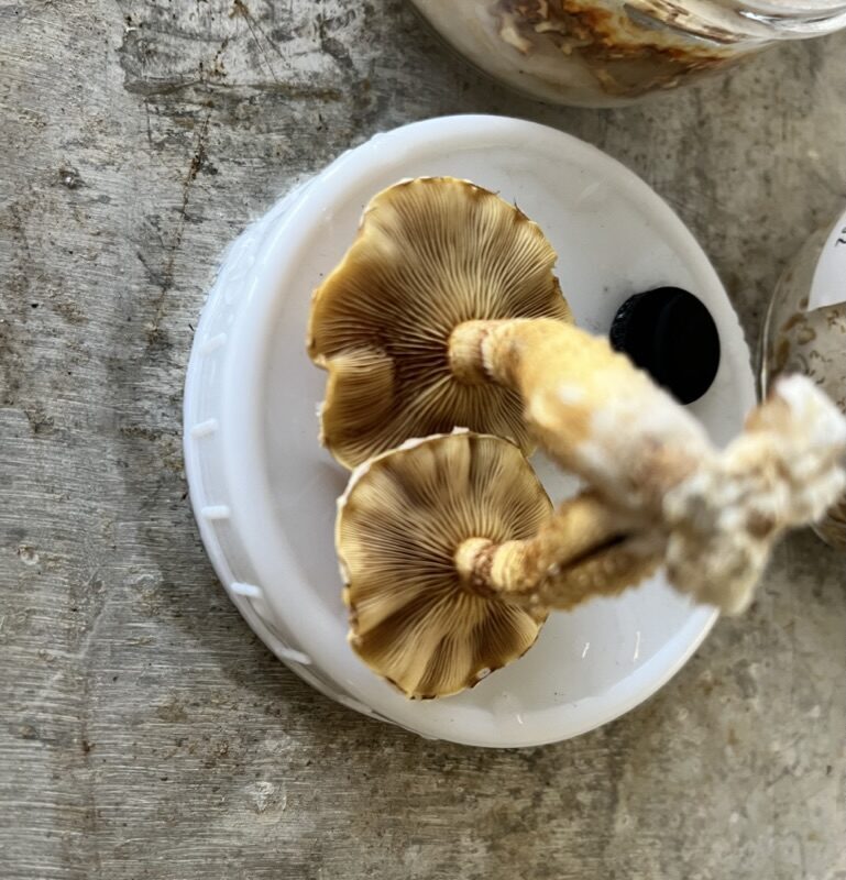 4C2FFDFB-889D-438B-A858-471FA92607EE_1_105_c