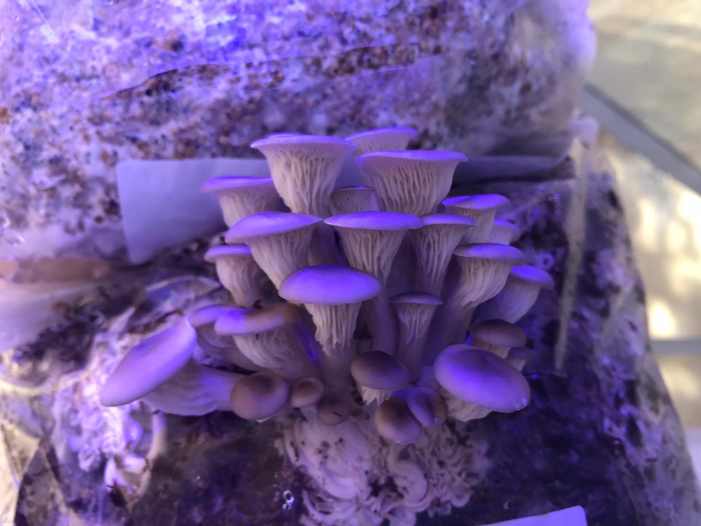 4E6CEA79-BA88-4978-B999-06B09B1086D6_1_105_c