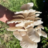 536199DB-DEEF-460A-830F-F2AFB212390B_1_105_c 