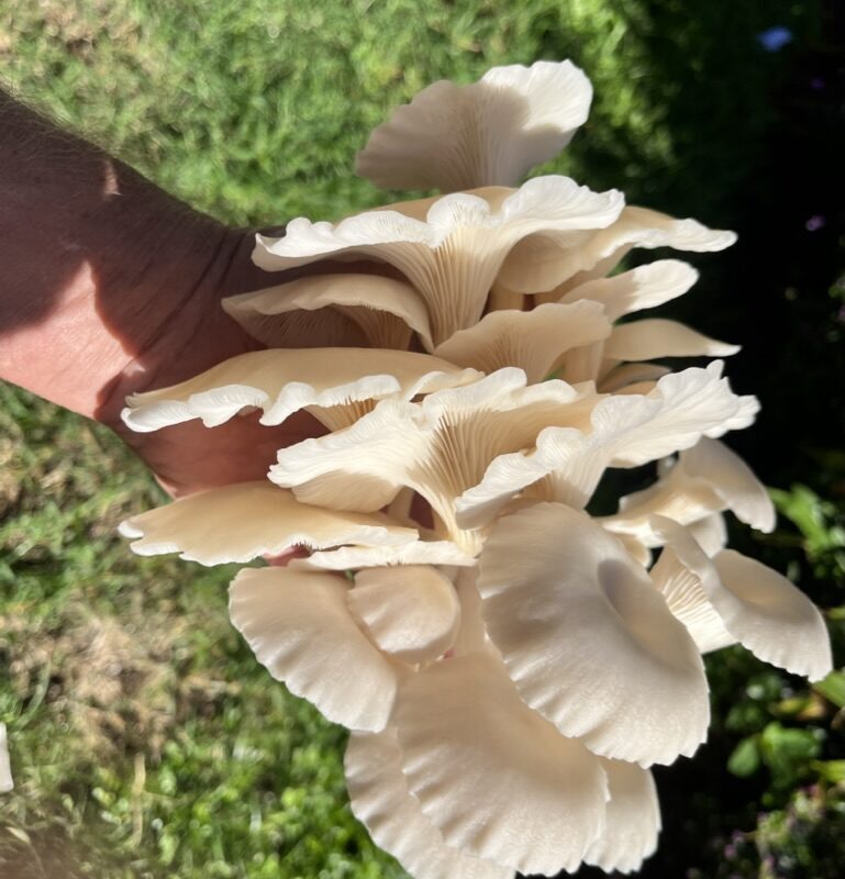 536199DB-DEEF-460A-830F-F2AFB212390B_1_105_c