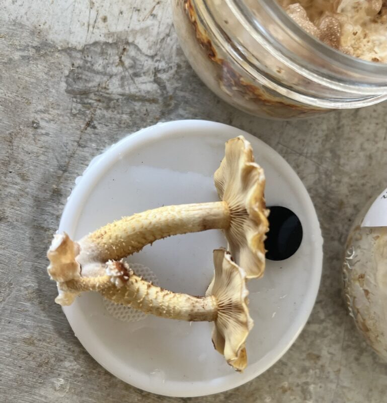 65B4B2D7-0287-4791-A39A-C898197C8210_1_105_c