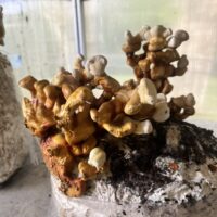 68974D82-2098-4EF6-90FB-244A2ECB74A1_1_105_c 