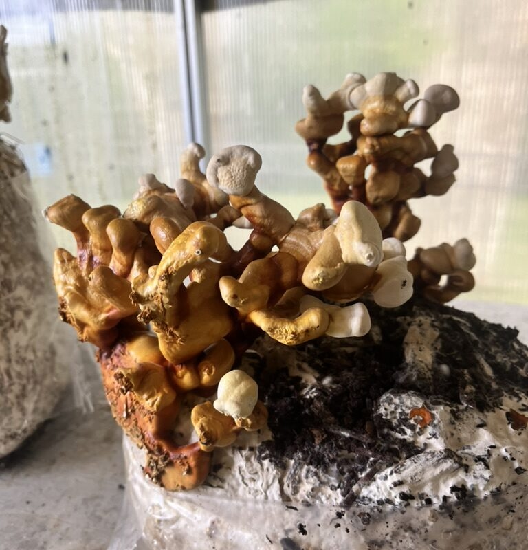 68974D82-2098-4EF6-90FB-244A2ECB74A1_1_105_c