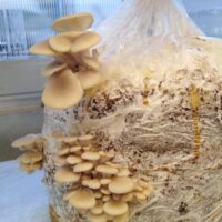 A8A01A66-C349-4748-9930-4B6E099C9905_1_105_c 