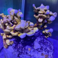 B17885B7-60CC-4753-94E2-9B0B53D9A25A_1_105_c 