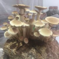 C7DDD2AC-734D-4588-8E98-5061AF0D86B1_1_105_c 