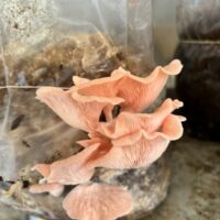 CADF4286-0114-4219-BF62-1179FE9F1B6E_1_105_c 