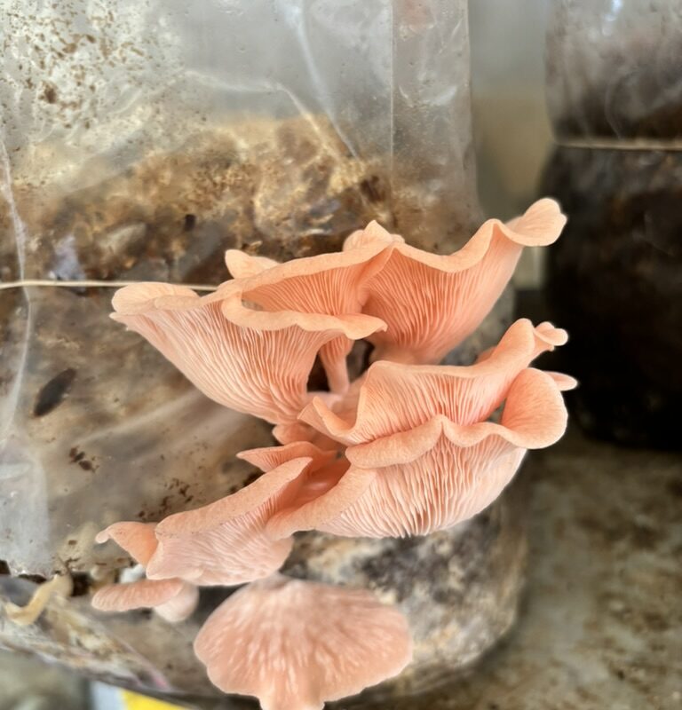 CADF4286-0114-4219-BF62-1179FE9F1B6E_1_105_c