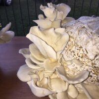 CDEF9638-6617-47FC-BF85-799AADB0C9EF_1_105_c 