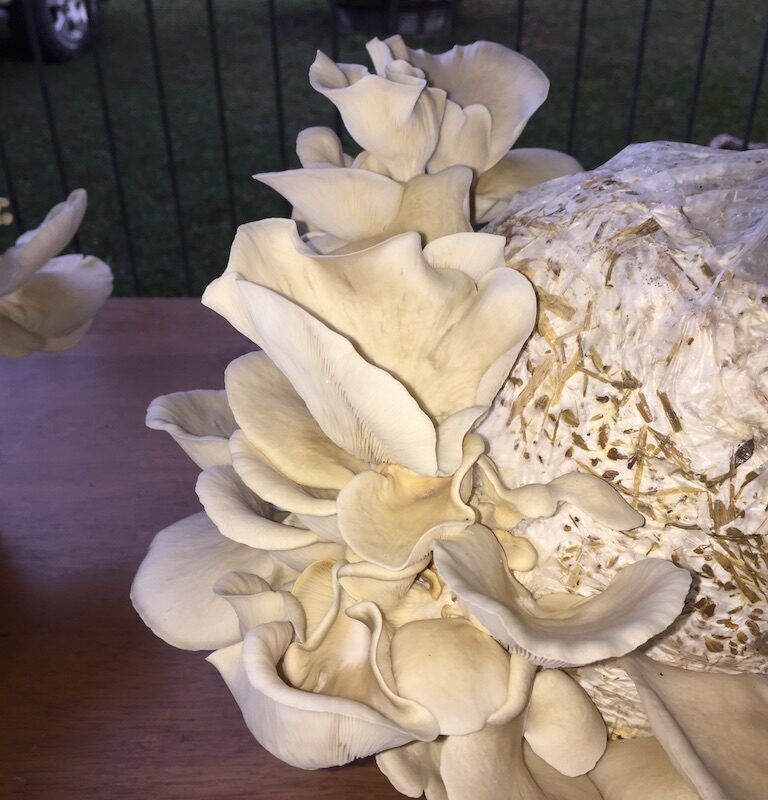 CDEF9638-6617-47FC-BF85-799AADB0C9EF_1_105_c