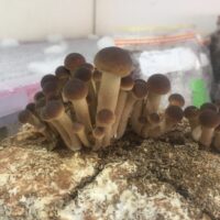 D55702BD-FFE6-47FC-BA3A-B772D6DFE844_1_105_c 