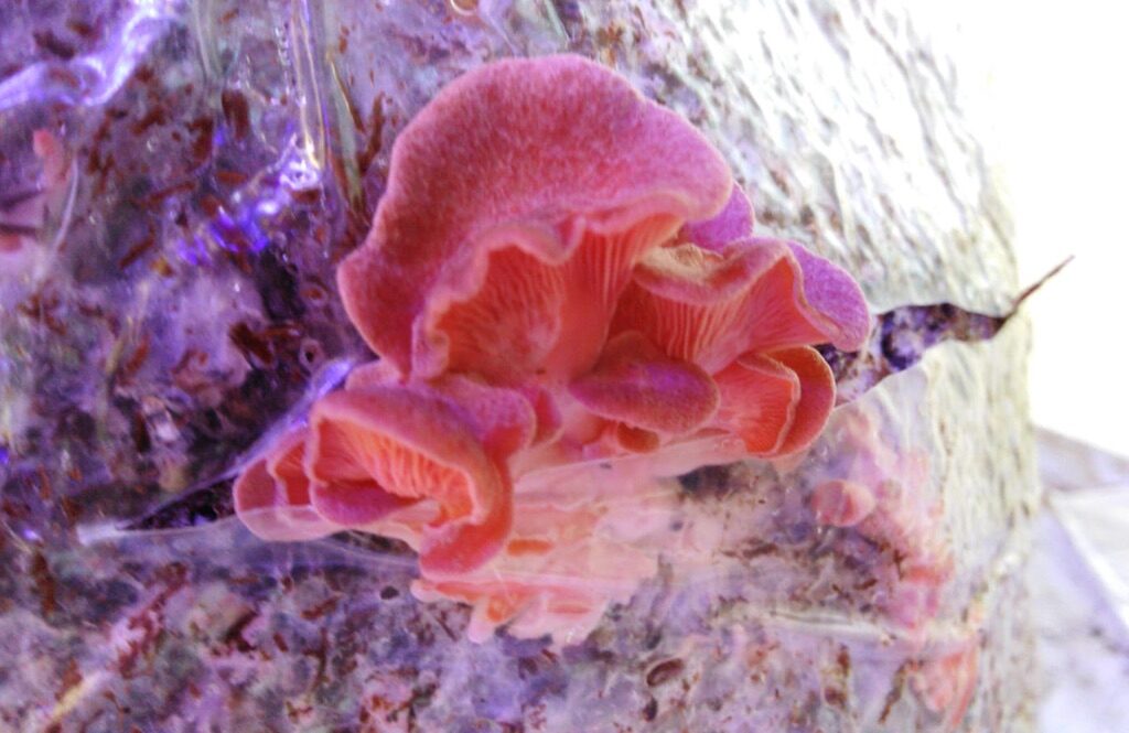 EAC61CB0-F0D6-474C-9767-3D28B314056F_1_105_c