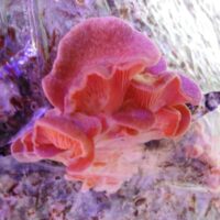 EAC61CB0-F0D6-474C-9767-3D28B314056F_1_105_c 