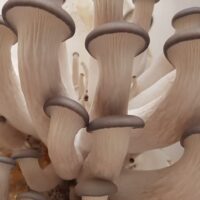 Mushrooms farm Rebuild