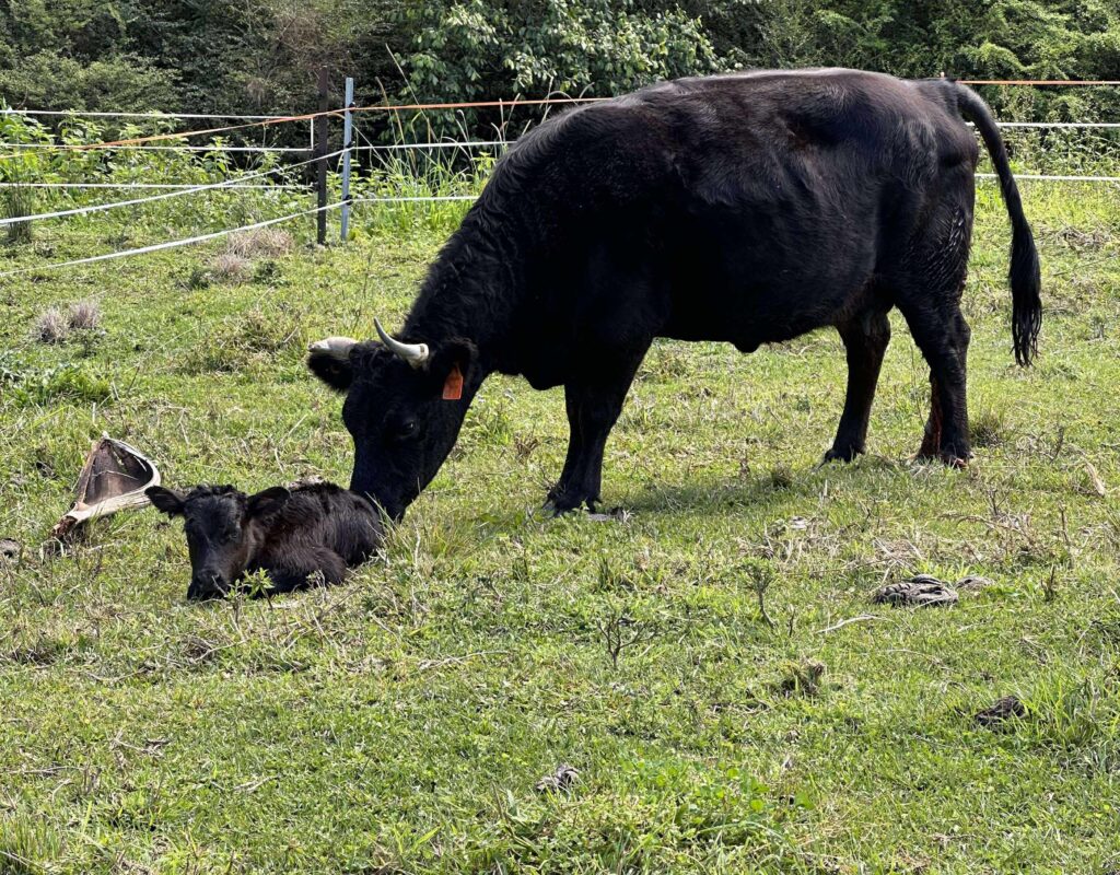 54736334011_fa87853c29_o