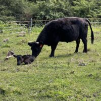 54736334011_fa87853c29_o 