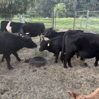 54892559932_9a58f4d088_o 