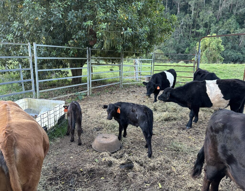 54893420746_b3694c1055_o