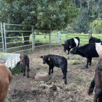 54893420746_b3694c1055_o 