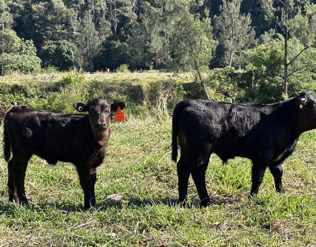 54893468888_2096fc308d_o