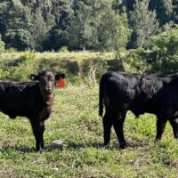 54893468888_2096fc308d_o 