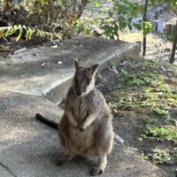 Screen Shot 2026-01-29 at 3.26.43 pm 