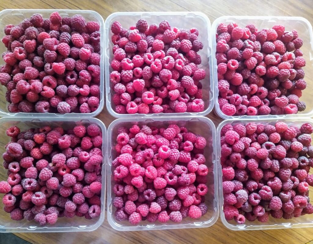 raspberry time