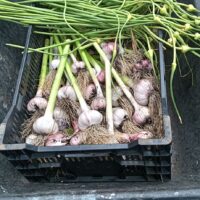 garlic haul 
