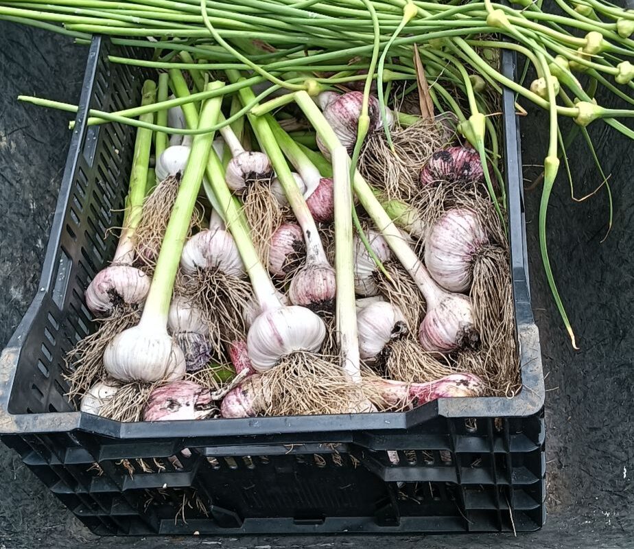 garlic haul
