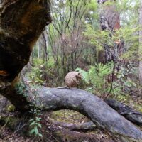 quokka sculpture at Understory 