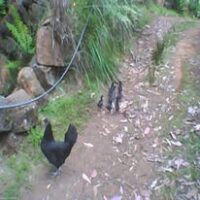 chooks 