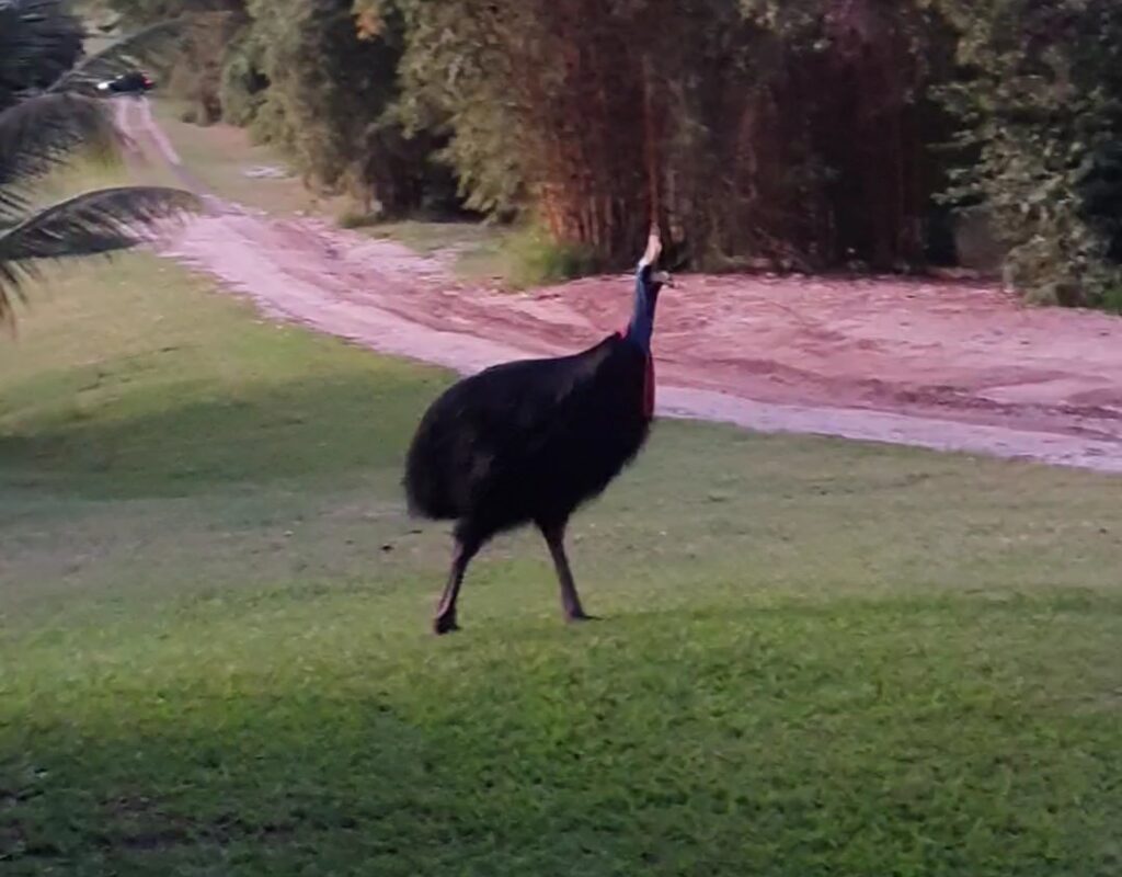 cassowary