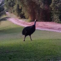 cassowary 