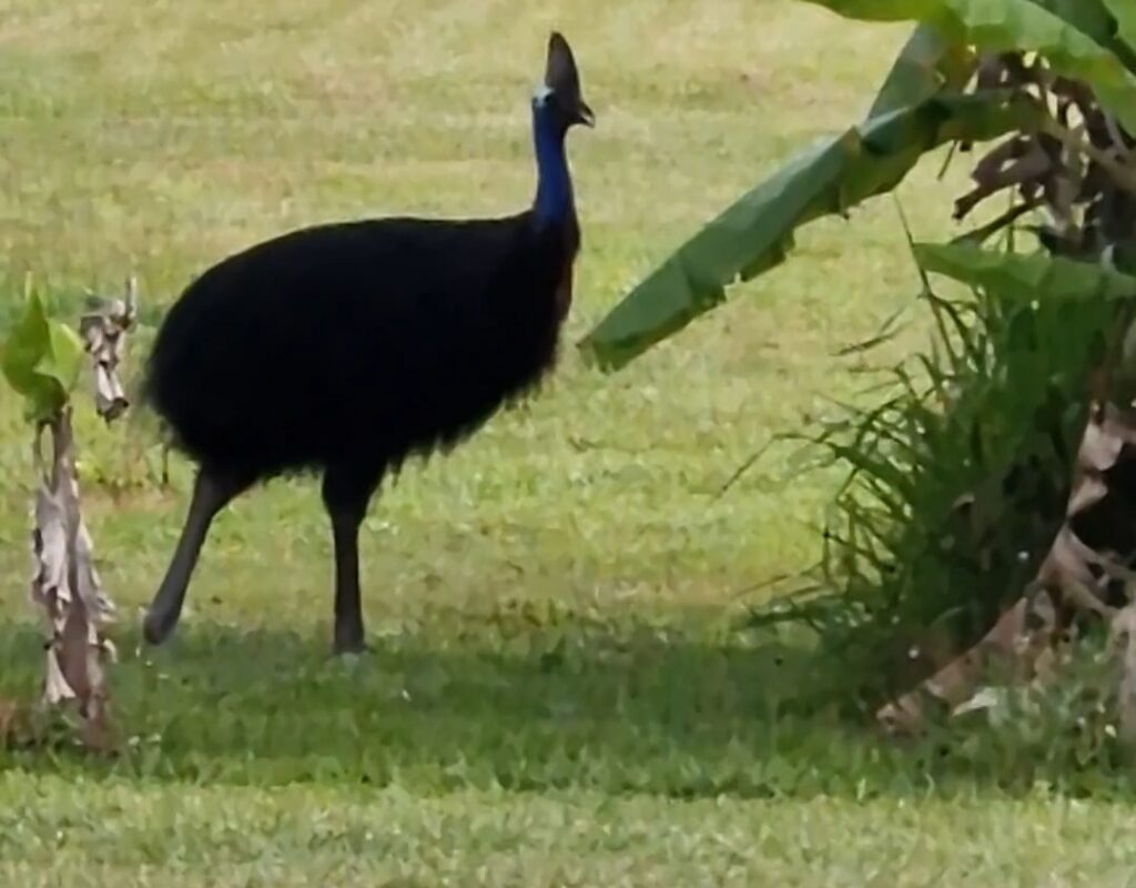 cassowary bannanas