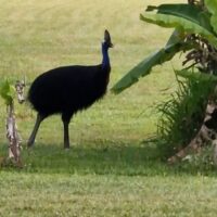 cassowary bannanas 
