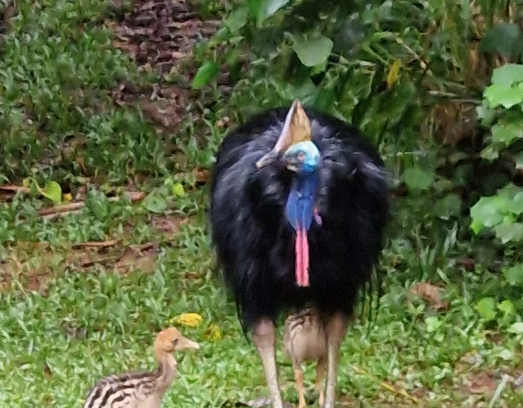 cassowary chicks
