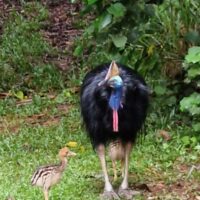cassowary chicks 