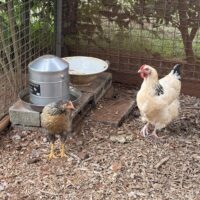 FD18C060-EC20-48E5-BBE1-AEEFD8E8074E_1_105_c 