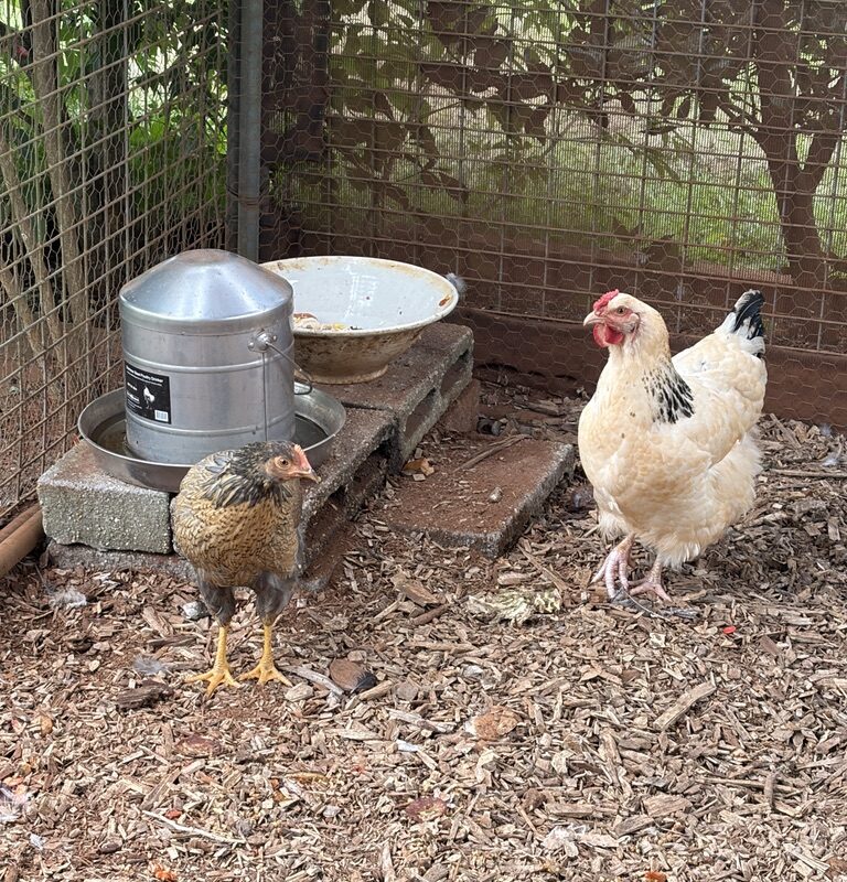 FD18C060-EC20-48E5-BBE1-AEEFD8E8074E_1_105_c