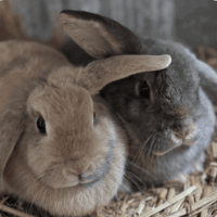 0ffdfea5bda50d5e42735ed73bdc06dc 