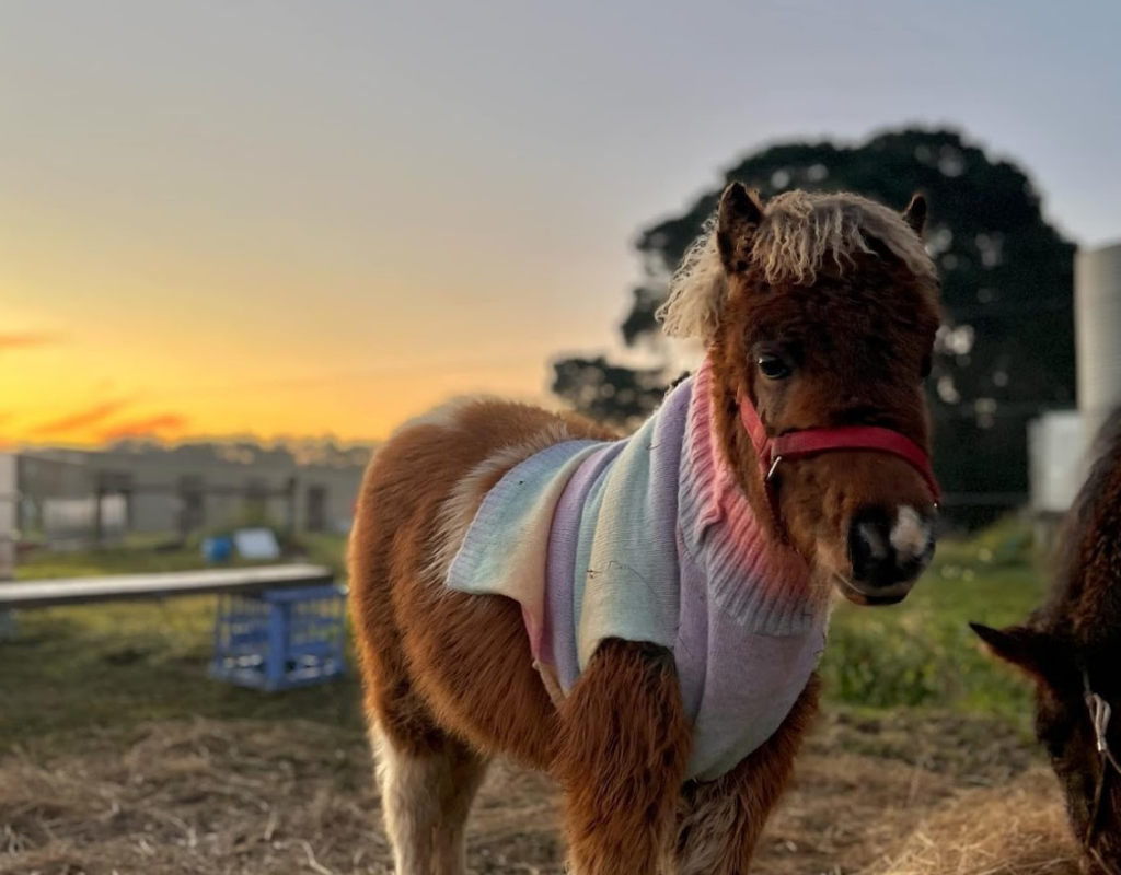 Screenshot 2025-10-21 at 10.15.36 am