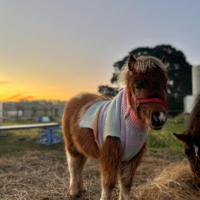 Screenshot 2025-10-21 at 10.15.36 am 