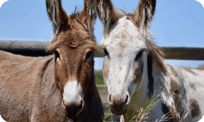 c3172dc201bf51cf9931d7d1b0a18ece