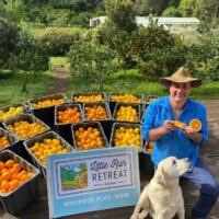 citrus pickings 