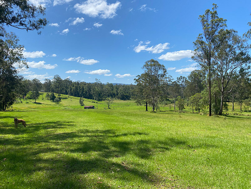 wallaby meadows